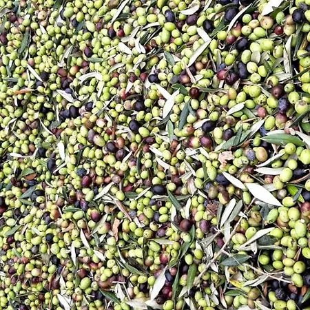 Gli Antichi Sapori - Con Stazione Di Ricarica Veicoli Elettrici Farm stay