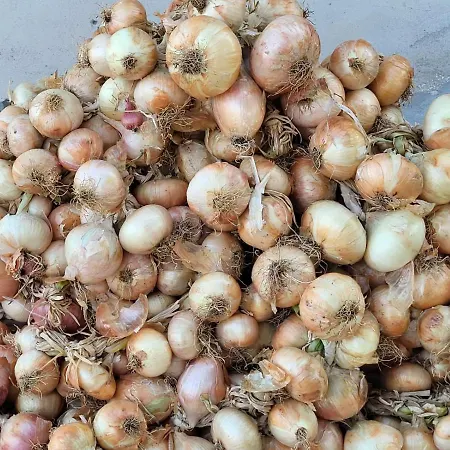 Gli Antichi Sapori - Con Stazione Di Ricarica Veicoli Elettrici Vatolla