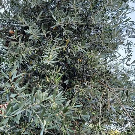 Gli Antichi Sapori - Con Stazione Di Ricarica Veicoli Elettrici Farm stay