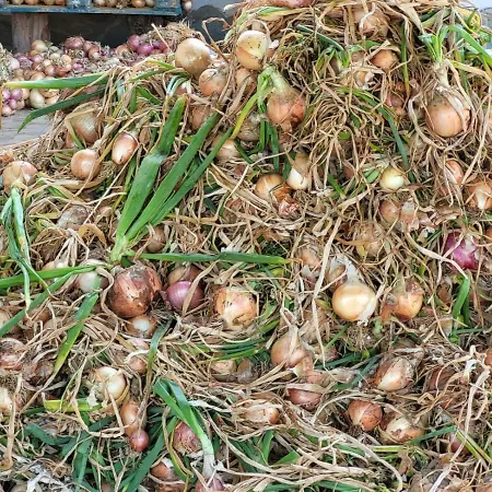 Gli Antichi Sapori - Con Stazione Di Ricarica Veicoli Elettrici